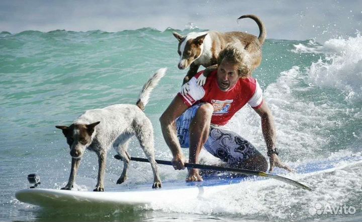 Sup board сап доска аренда