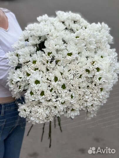 Кустовая хризантема, белая