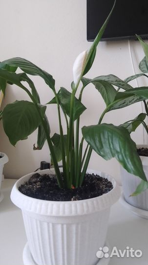 Спатифиллум