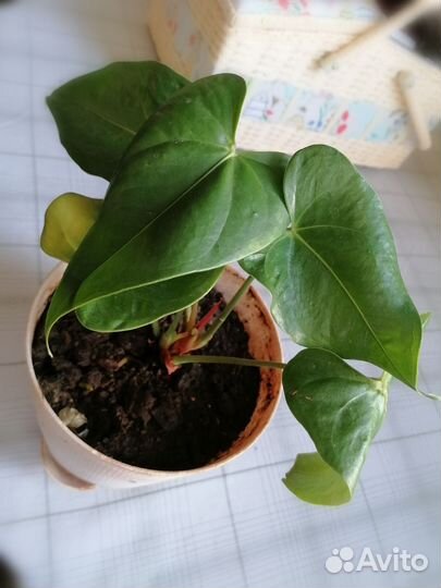 Антуриум розовый d 15 h 22 - и сансевиерия d 13 h