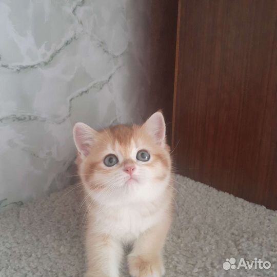 Шотланский котенок