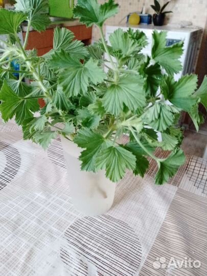 Герань пеларгония королевская