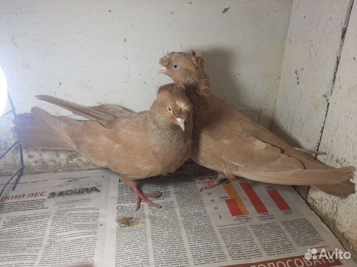 Продажа голубей