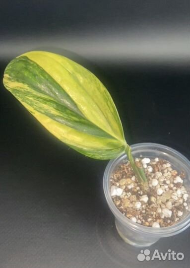 Монстеры Карстенианум вар, кливия вар