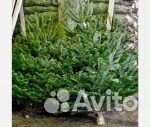 Живая елка оптом и в розницу с доставкой