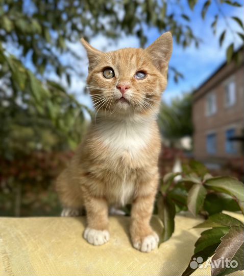 Рыжий котенок мальчик