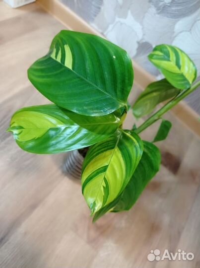 Ктенанта лубберса