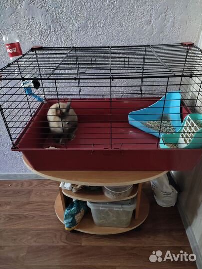 Кролик декоративный 2 года