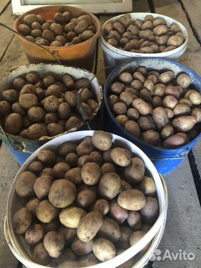 Семенной картофель