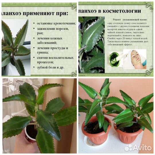 Цветы комнатные