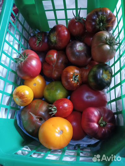 Семена коллекционных сортов томатов