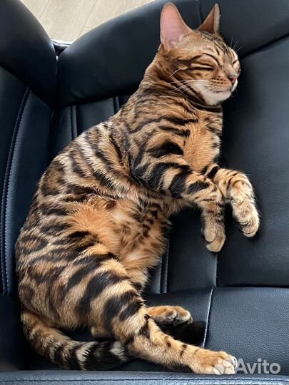 Бенгальский котик