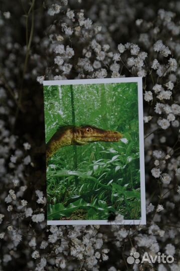 Смотри, динозавры, наклейки