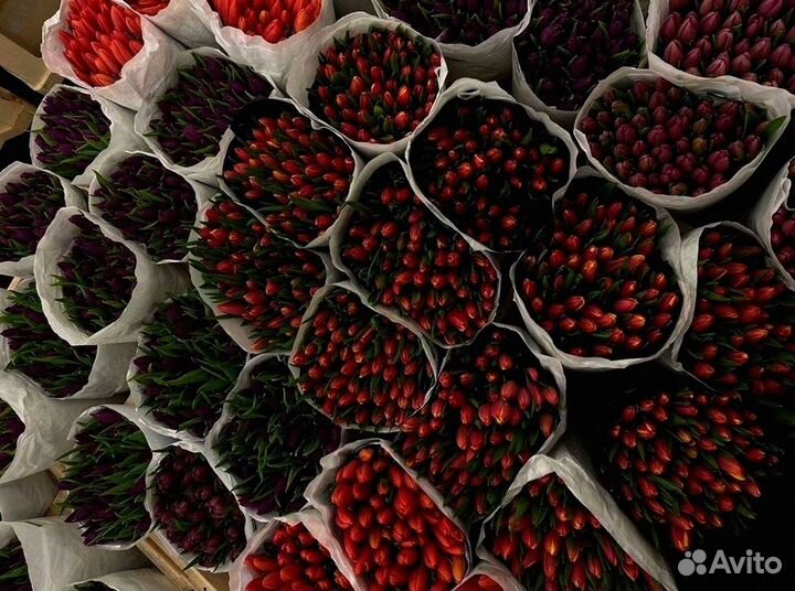 Тюльпаны оптом в наличии