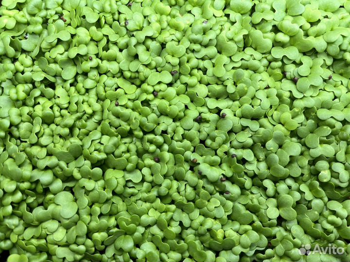 Микрозелень горошка