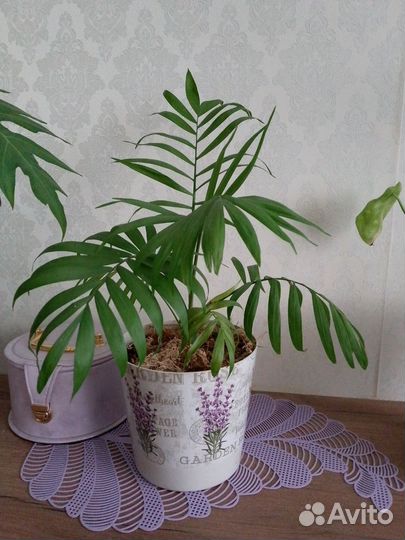 Пальма хамедорея