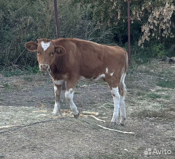 Телки 6 месяцев