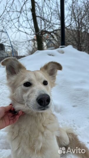 Собака в добрые руки