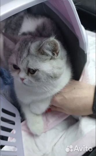 Шотландская кошка