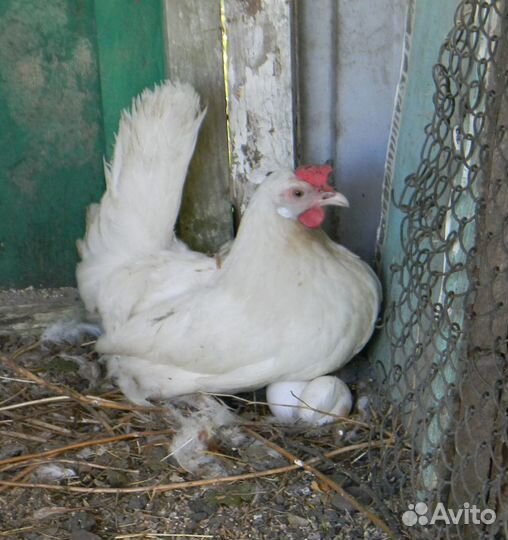 Цыплята Леггорн