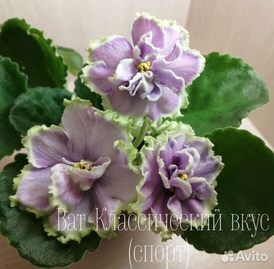 Детки сортовых фиалок