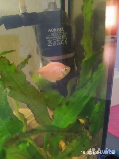 Аквариумные рыбки