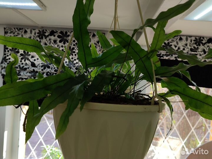 Папоротники