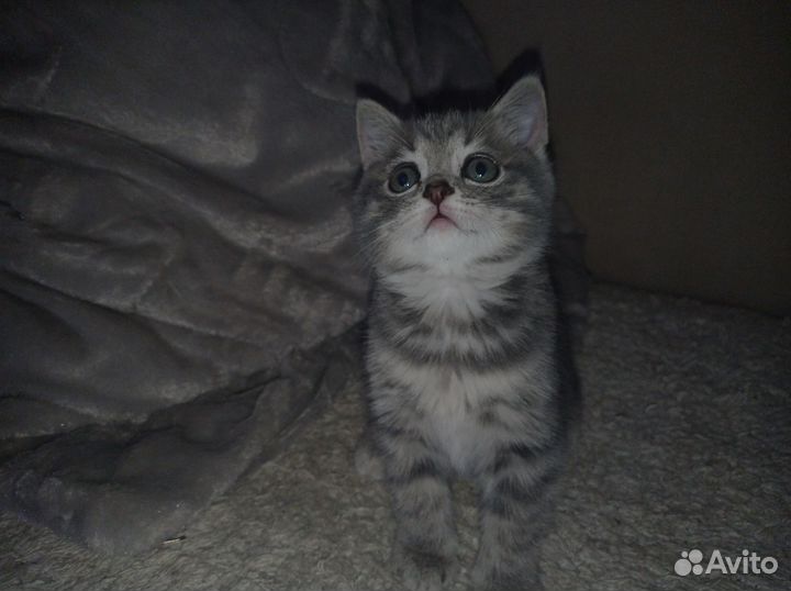 Британский котëнок