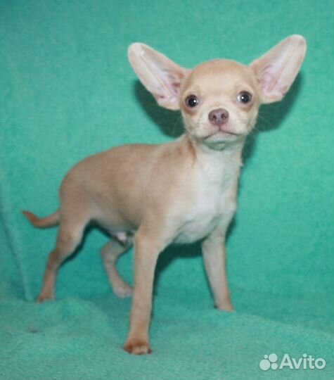 Веселый мальчишка чихуахуа