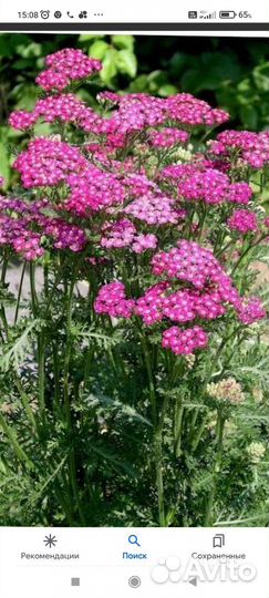 Вербенник того