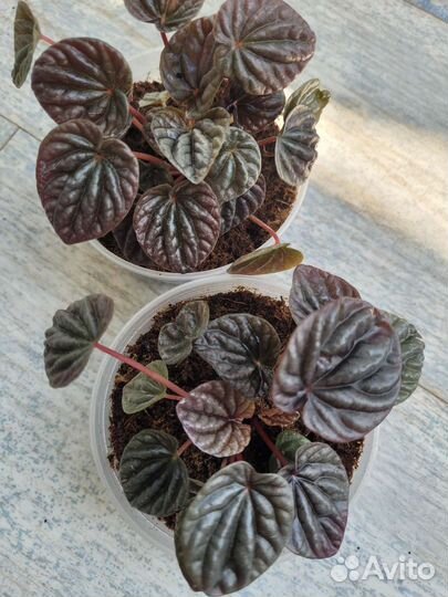 Пеперомия Шми рэд и Мендоза