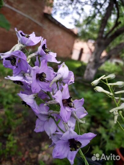 Многолетники,люпин,дельфиниум,доставка
