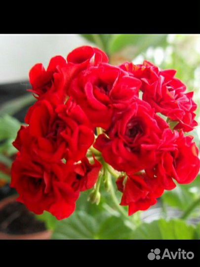 Пеларгония Леона Галактика