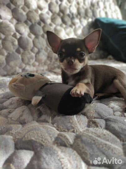 Щенки чихуахуа мини девочка