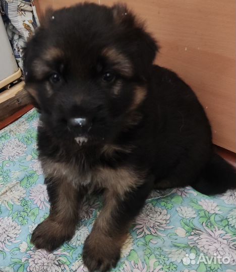 Продажа собак щенков