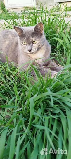 Кошка в добрые руки