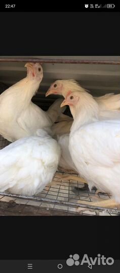 Куры молодки несушки