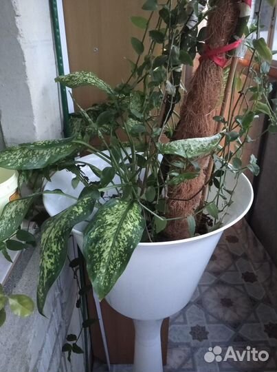 Комнатные домашние растения