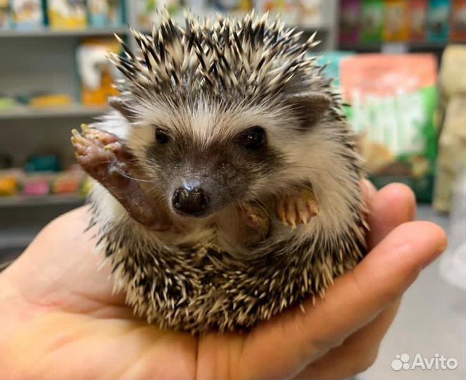 Карликовый африканский ежик