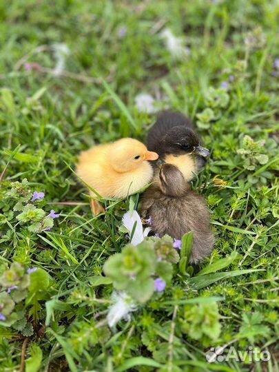 Индийский бегунок