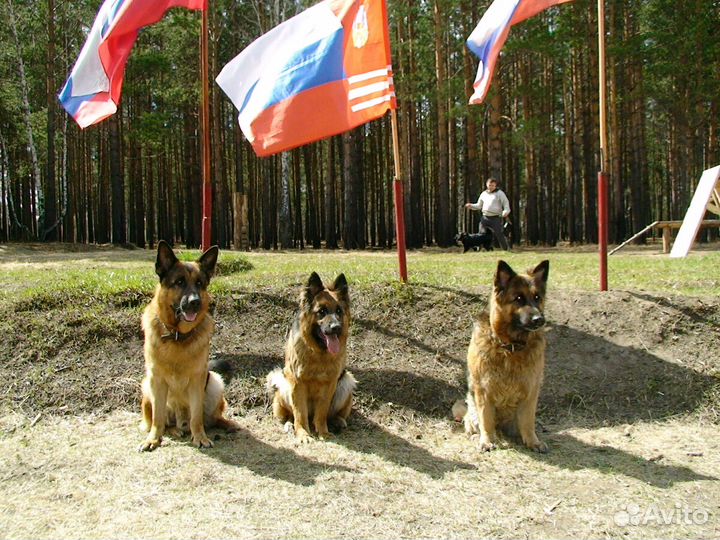 Дрессировка собак. Специалист-кинолог