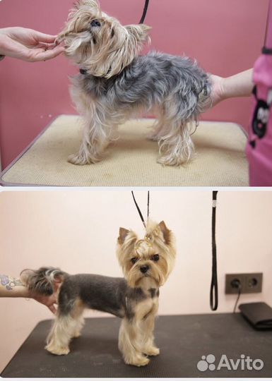 Стрижка собак бесплатно