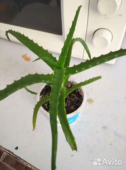 Алоэ столетник