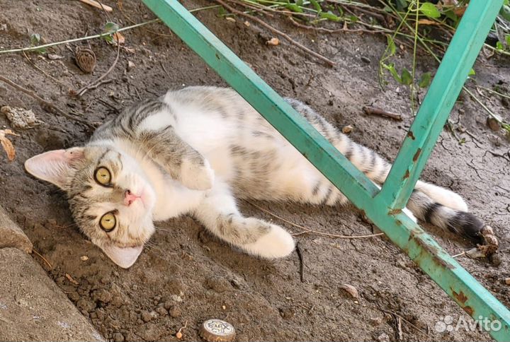 Котята в добрые руки отдам бесплатно