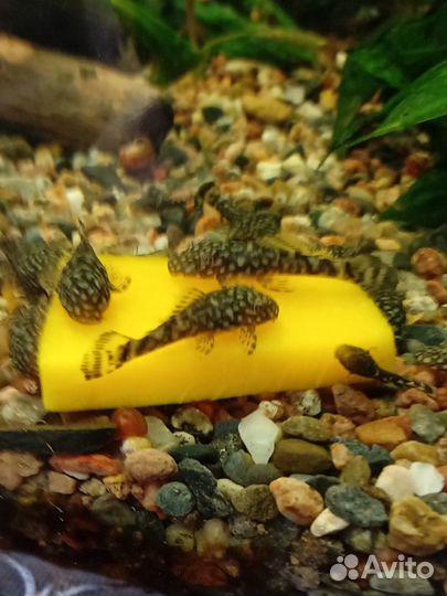 Аквариумные растения