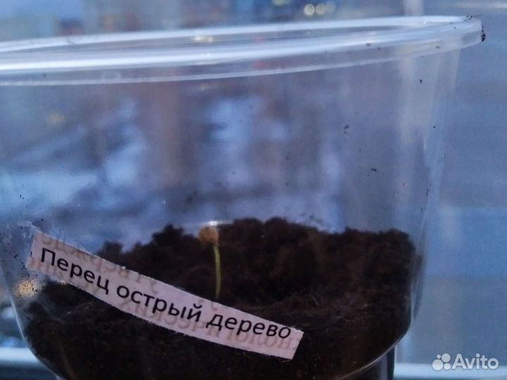 Семена острого перца