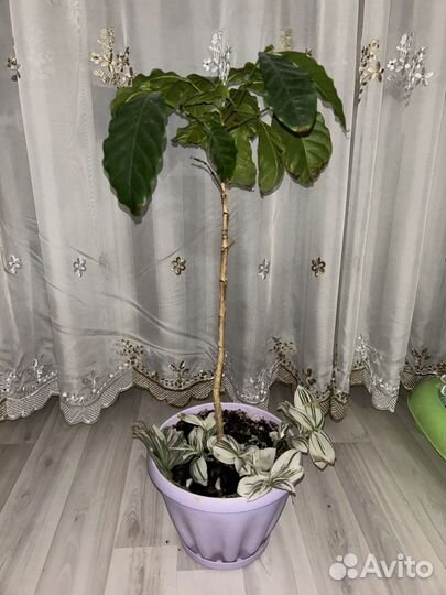 Кофейное дерево