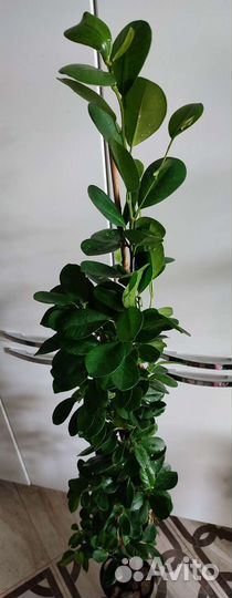 Разные комнатные цветы