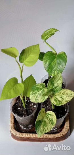 Сциндапсус, филодендрон