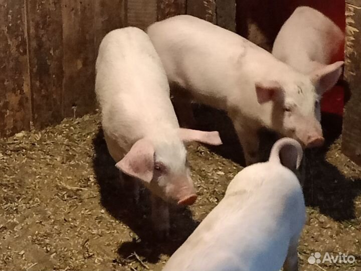 Поросенок ландрас+дюрок